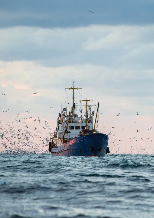 Fiskebåt omringet av måker på havet